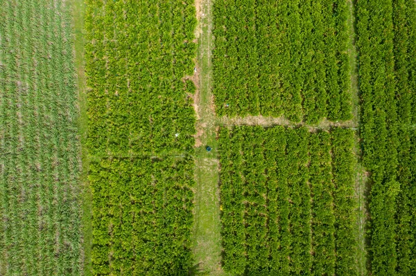 Вид Воздуха Рядов Фермы Стране — стоковое фото