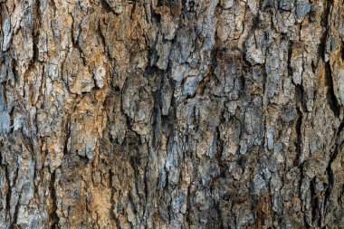 Wood texture and bark. dry tree bark texture background.