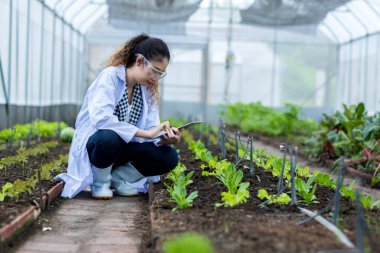 Scientist using Tablet or Smart Phone. Scientist work at Vegetable Garden Lab site