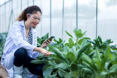 Scientist using Tablet or Smart Phone. Scientist work at Vegetable Garden Lab site