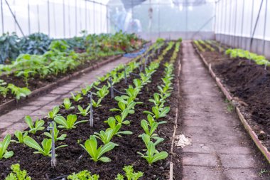 Fresh organic vegetables in a rural greenhouse. vegetables grown in the greenhouse