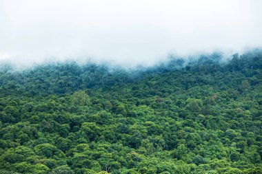 Misty foggy mountain landscape with fir forest. White fog over the forest and mountains.