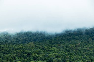 Misty foggy mountain landscape with fir forest. White fog over the forest and mountains.
