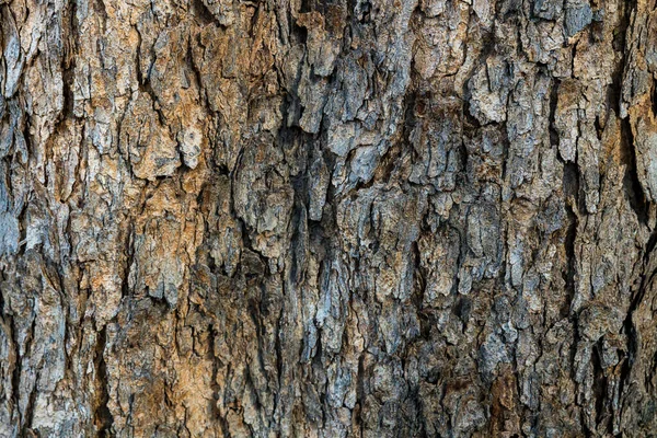 Wood Texture Bark Dry Tree Bark Texture Background — Foto Stock