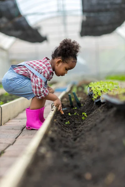 Κοριτσάκι Φυτικές Καλλιέργειες Και Κηπουρική Κόρη Φύτευση Λαχανικών Στον Κήπο — Φωτογραφία Αρχείου