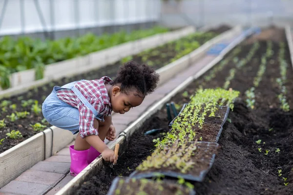 Fetiță Plante Vegetale Cultivarea Conceptul Grădinărit Fiica Plantarea Legumelor Grădina — Fotografie, imagine de stoc