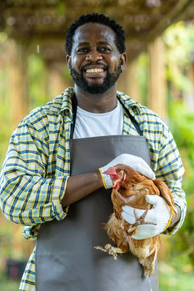 Man standing working in barn farm. Man enjoy the chicken in the farm
