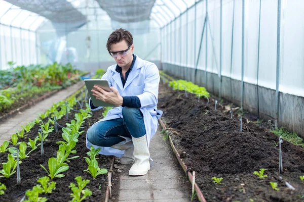 Scientist using Tablet or Smart Phone. Scientist work at Vegetable Garden Lab site.