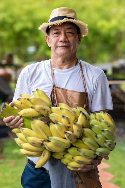 Farmer holding fresh banana. Man holding big fresh many banana