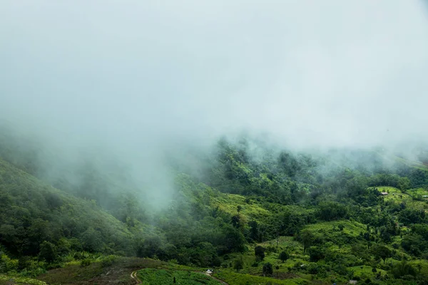 Misty Foggy Mountain Landscape Fir Forest White Fog Forest Mountains — Foto Stock