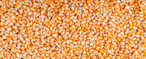 Spread Yellow Corn Kernels Background Corn Texture Lots Corns Maize — Foto Stock