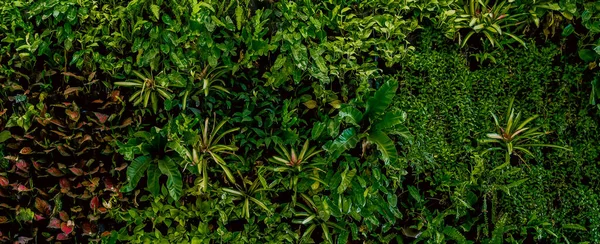 Natura Sfondo Verde Bandiera Foglia Tropicale Concetto Foresta Floreale Muro — Foto Stock