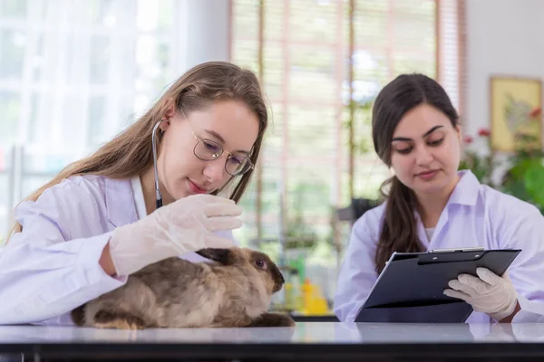 Scientist or pharmacist do research chemical ingredients test on animal in laboratory. rabbit in scientific lab experiment.