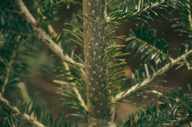 Fir tree branch close up. Shallow focus. Fluffy fir tree branch close up. copy space.
