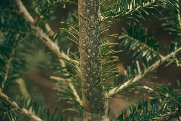 Fir tree branch close up. Shallow focus. Fluffy fir tree branch close up. copy space.