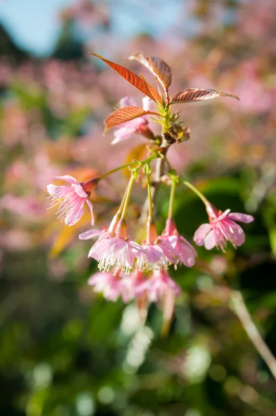 Wild Himalayan cherry blooming — Stock Photo, Image