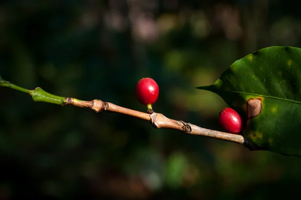 Coffee beans on coffee tree — Stock Photo, Image