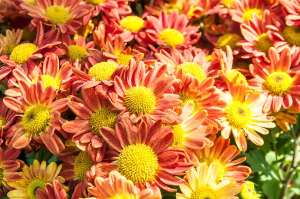 kasımpatı çiçekleri güzel