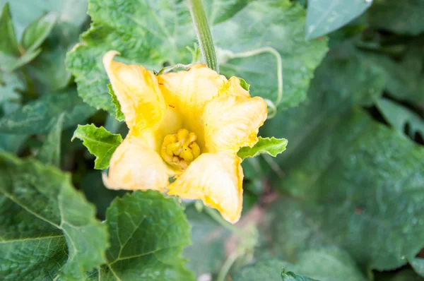 Pumpkin flower in green leaf — Stock Photo, Image