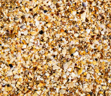 closeup doku sahil kabukları