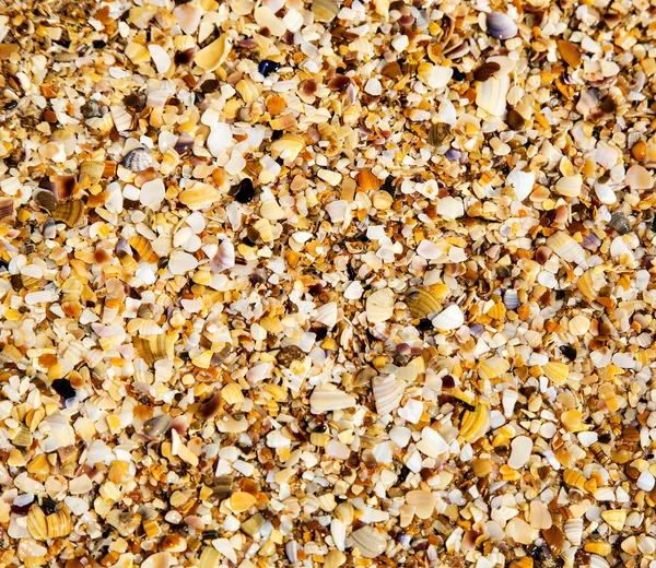 closeup doku sahil kabukları