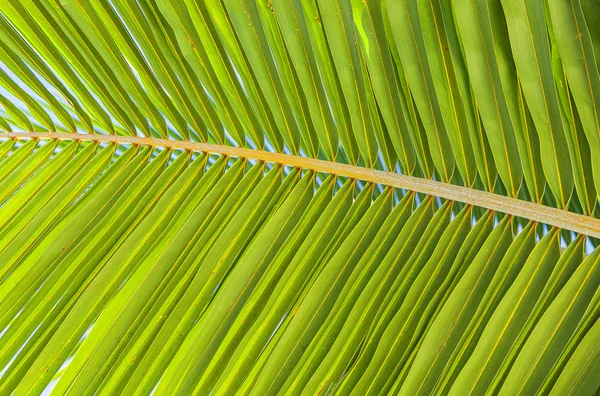 Green palm branch — Stock Photo, Image