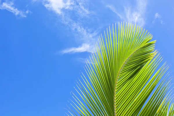 Groene palm varenblad — Stockfoto