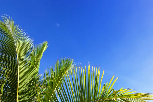 Green palm frond — Stock Photo, Image