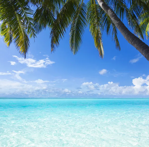 Ocean, palm, paradis Stockbild