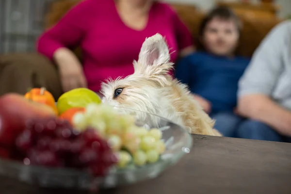 A kutya megpróbál gyümölcsöt leszedni az asztalról, hogy megegye. A család a kanapén ül és nevet.. — Stock Fotó