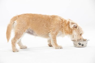 Çok ırklı bir köpek bir kaseden su içer. Arka plandan izole edilmiş. Beyaz arkaplan.