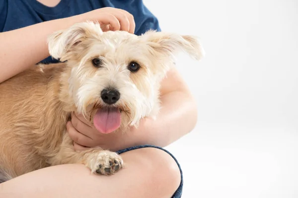 Ein zotteliger Hund in den Armen eines Kindes, das ihn streichelt. Eine Nahsicht. Objekt isoliert vom Hintergrund. — Stockfoto