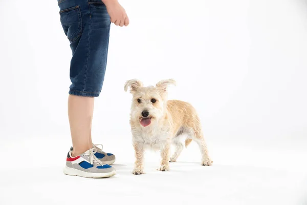 Shaggy cane si trova accanto al bambino su sfondo bianco. Isolato dallo sfondo. — Foto Stock