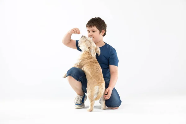 Un niño se arrodilla y alimenta a su perro peludo de su mano. Aislado del fondo. — Foto de Stock