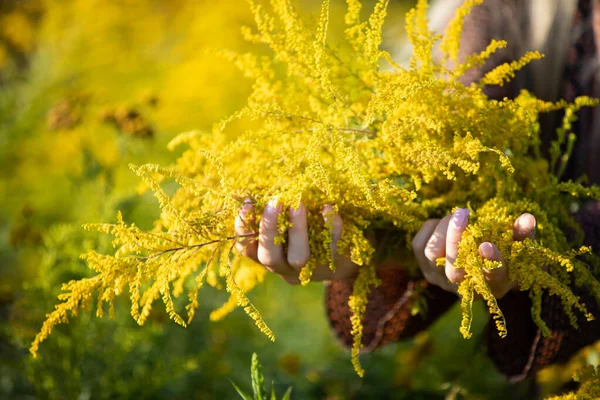 En ung flicka håller guldstav ört blomställningar i sina händer. — Stockfoto