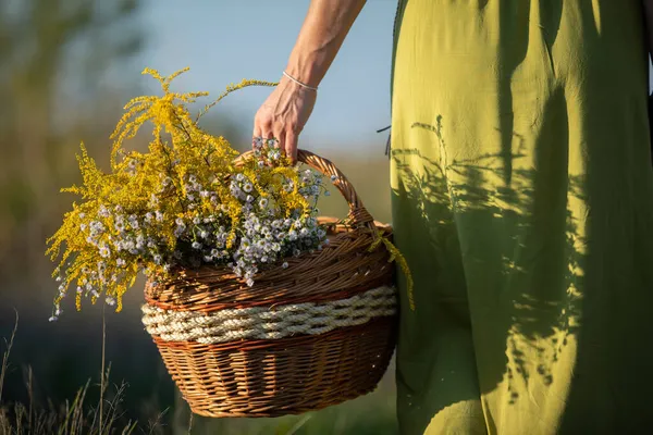Un erborista tiene un cesto di vimini di erbe. Barra d'oro e fiore d'inverno comune. — Foto Stock