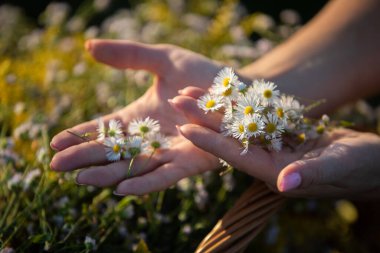 Bir kadının ellerinde bir bitki örtüsü yatar - böğürtlen. Otların gücü..