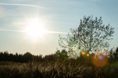 Kırsal alanlarda gün batımı çiçek açan çimen ve orman ufkuyla ve bir yaprak döken ağaçla.