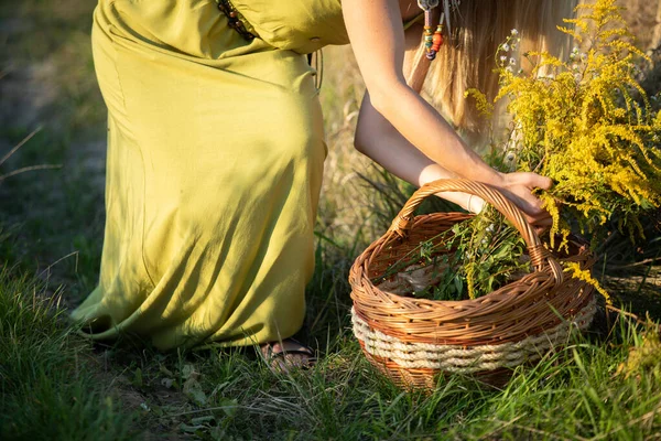 Un cestino di vimini si trova sull'erba piena di erbe da campo. Goldenrod e gloria invernale. — Foto Stock