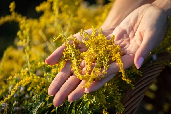 I en kvinnas händer ligger en blomstÃ ¤llning av guldstÃ ¤d Ã ¶ rt. Kraften hos fältörter. — Stockfoto