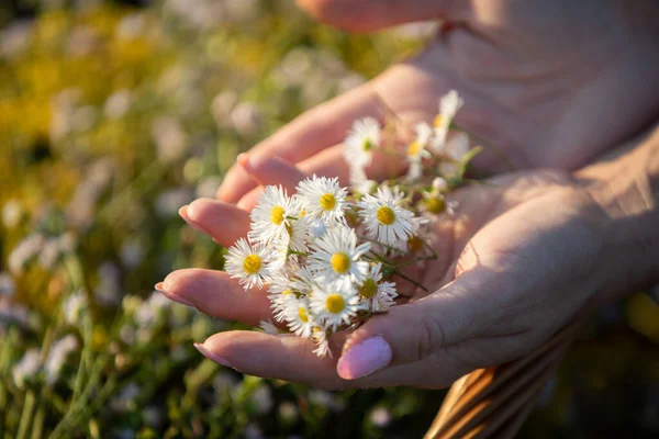 In mani di donne si trova un'infiorescenza di erba - winterberry. Il potere delle erbe da campo. — Foto Stock