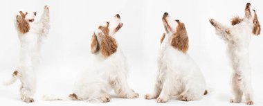 İngiliz cocker spaniel ve ballı altın palto. Oturup bekliyor. İki ayak üstünde duruyor. Panorama.