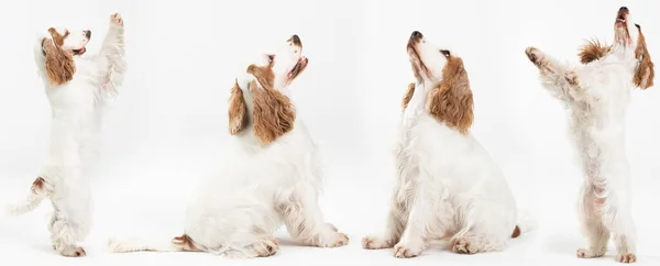 Angielski cocker spaniel w złotym płaszczu. Siedzi i czeka. Stoi na dwóch nogach. Panorama. — Zdjęcie stockowe