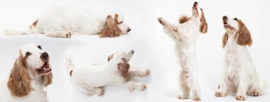 Köpek - İngiliz cocker spaniel ve ballı altın palto. Beyaz arka planda farklı bir köpek pozu. Panorama.