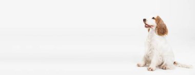 Köpek oturuyor ve ileriye bakıyor. İngiliz cocker spaniel ve ballı altın palto. Panorama.