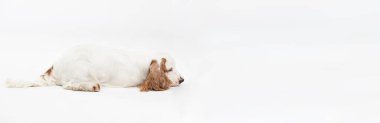 Bir köpek burnunu yere dayayarak yatar. İngiliz cocker spaniel ve ballı altın palto. Panorama.