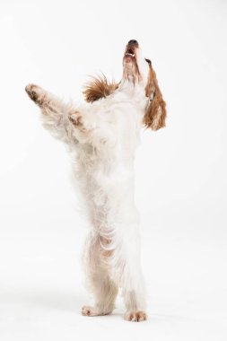 Köpek iki arka bacağı üzerinde duruyor. İngiliz cocker spanyel ballı altın palto.