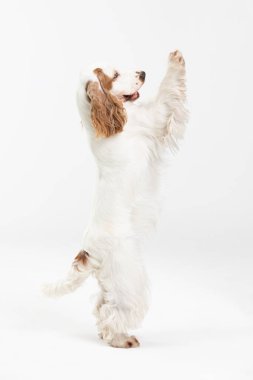 Köpek iki arka bacağı üzerinde duruyor. İngiliz cocker spanyel ballı altın palto.