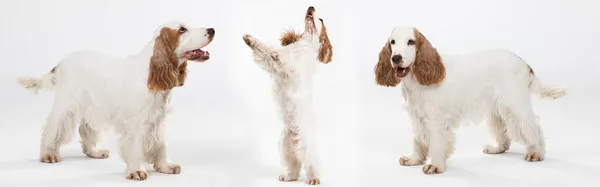 Cocker spaniel inglés con abrigo de oro miel. El perro está parado en cuatro patas. Está sobre dos patas. Panorama. — Foto de Stock