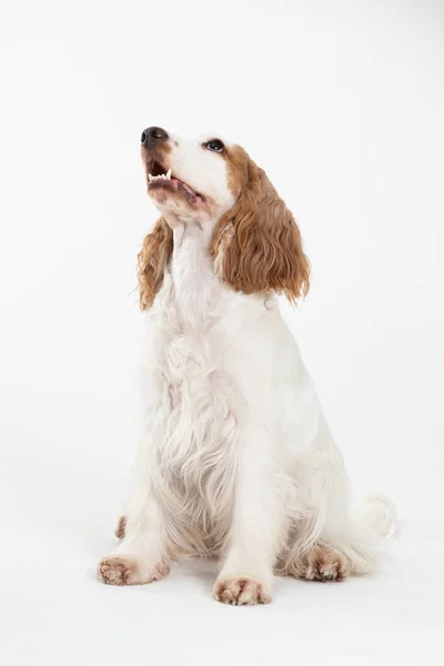 Pies siedzi i patrzy w górę. Angielski cocker spaniel z miodowym złotym płaszczem. — Zdjęcie stockowe